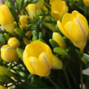 春の香り・・・｜「カドナチュールはなかど」　（茨城県下妻市の花キューピット加盟店 花屋）のブログ