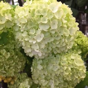 GREEN｜「カドナチュールはなかど」　（茨城県下妻市の花キューピット加盟店 花屋）のブログ