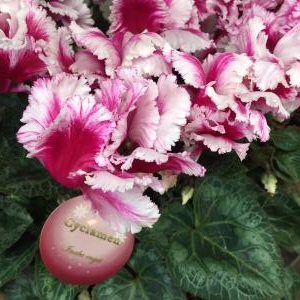 祝日｜「カドナチュールはなかど」　（茨城県下妻市の花キューピット加盟店 花屋）のブログ