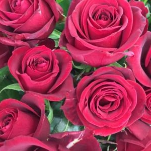 バラ｜「カドナチュールはなかど」　（茨城県下妻市の花キューピット加盟店 花屋）のブログ