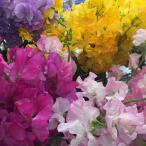 春はもうすぐ｜「カドナチュールはなかど」　（茨城県下妻市の花キューピット加盟店 花屋）のブログ