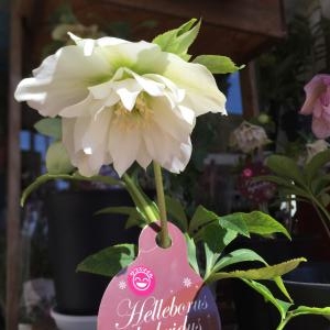 本日の鉢物｜「カドナチュールはなかど」　（茨城県下妻市の花キューピット加盟店 花屋）のブログ