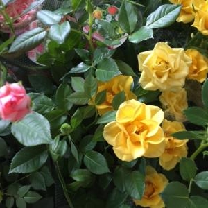 本日おすすめ｜「カドナチュールはなかど」　（茨城県下妻市の花キューピット加盟店 花屋）のブログ