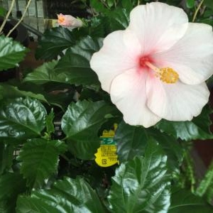 鉢物｜「カドナチュールはなかど」　（茨城県下妻市の花キューピット加盟店 花屋）のブログ