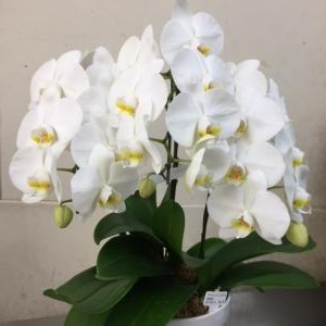 プレゼントに｜「カドナチュールはなかど」　（茨城県下妻市の花キューピット加盟店 花屋）のブログ